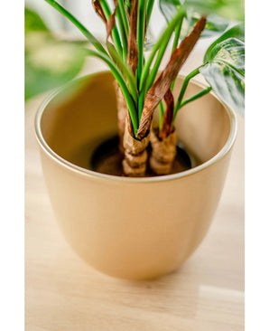 Gros plan de la plante artificielle Dieffenbachia de 40 cm avec des feuilles vertes et quelques bords marron, présentée dans des pots décoratifs marron clair sur une surface en bois.
