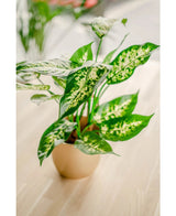 La plante artificielle Dieffenbachia de 40 cm, aux grandes feuilles vertes tachetées de jaune et de vert clair, se dresse dans des pots décoratifs élégants sur une surface en bois clair sur un fond légèrement flou.