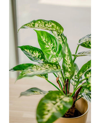 Un gros plan de la plante artificielle Dieffenbachia 40 cm, avec de grandes feuilles vertes avec des variétés jaune clair et blanches dans des pots décoratifs, exposée sur une surface claire près d'une fenêtre.
