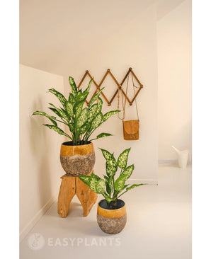 Une plante artificielle Dieffenbachia de 40 cm ajoute de la verdure fraîche à une pièce minimaliste et lumineuse. Montré dans un pot rustique sur un tabouret, avec des crochets muraux à proximité pour un sac et un arrosoir blanc.