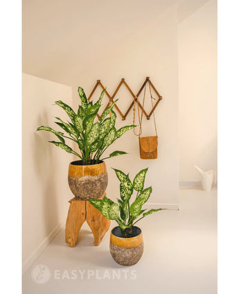 Une plante artificielle Dieffenbachia de 40 cm ajoute de la verdure fraîche à une pièce minimaliste et lumineuse. Montré dans un pot rustique sur un tabouret, avec des crochets muraux à proximité pour un sac et un arrosoir blanc.