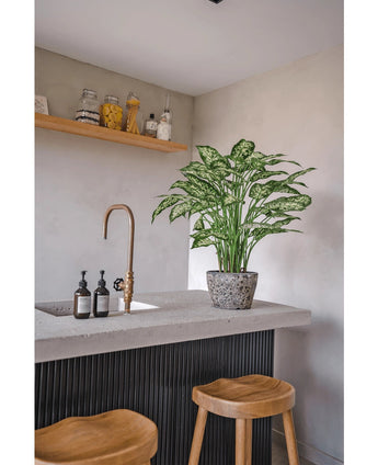 Une cuisine moderne avec un comptoir en béton, deux tabourets en bois et une plante artificielle Dieffenbachia de 75 cm près du robinet en laiton, ainsi que des distributeurs de savon et une étagère en bois avec des pots contre un mur gris clair.