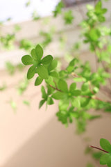 Un gros plan de la plante artificielle Enkianthus 210 cm montre des feuilles vertes vibrantes en forme d'étoile sur des branches minces, sur un fond doux et neutre, soulignant son aspect frais et sain.