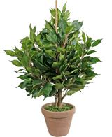 La Plante Artificielle Ficus 60 cm en pot possède de larges feuilles vertes et un support central, dans un pot en argile marron avec de la mousse artificielle pour un aspect naturel et luxuriant.