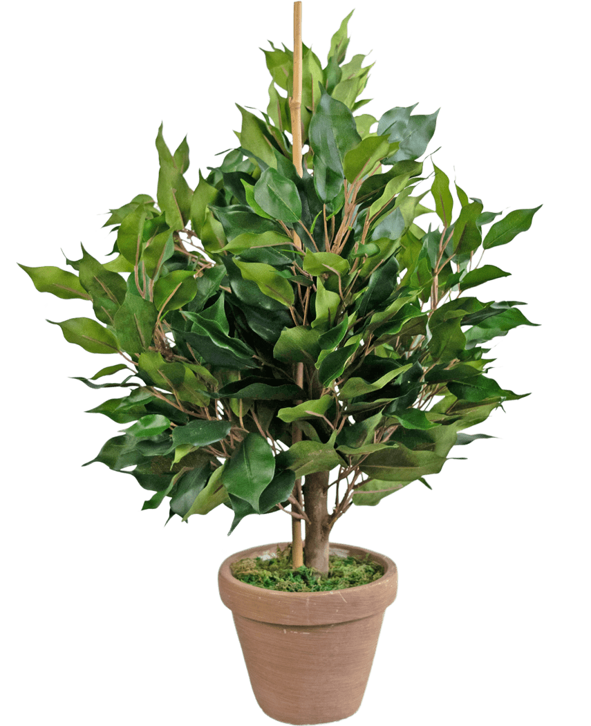 La Plante Artificielle Ficus 60 cm en pot possède de larges feuilles vertes et un support central, dans un pot en argile marron avec de la mousse artificielle pour un aspect naturel et luxuriant.