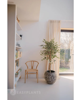Une pièce lumineuse et minimaliste avec une chaise en bois à côté de la plante artificielle Ficus panachée 150 cm, des rideaux transparents, une grande fenêtre et une étagère blanche avec des livres et de la décoration. La lumière du soleil tombe doucement à travers la fenêtre.