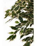 La plante artificielle Ficus panachée de 150 cm possède des feuilles vertes aux bords blanc crème, étroitement disposées sur les branches pour un aspect luxuriant et réaliste sur un fond blanc uni.