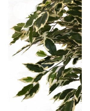 La plante artificielle Ficus panachée de 150 cm possède des feuilles vertes aux bords blanc crème, étroitement disposées sur les branches pour un aspect luxuriant et réaliste sur un fond blanc uni.