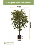 La Plante Artificielle Ficus Panaché 150 cm de Easyplants a des feuilles panachées et est livrée dans un pot noir (17 cm de diamètre, 15 cm de hauteur). La plante artificielle mesure 150 cm de haut et 70 cm de large.