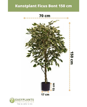 La Plante Artificielle Ficus Panaché 150 cm de Easyplants a des feuilles panachées et est livrée dans un pot noir (17 cm de diamètre, 15 cm de hauteur). La plante artificielle mesure 150 cm de haut et 70 cm de large.