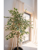 La Plante Artificielle Ficus Panachée de 150 cm, aux feuilles colorées vertes et blanches, est dans un pot près d'une fenêtre ensoleillée avec des rideaux lumineux qui encadrent doucement le fond.