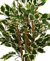 Gros plan de la plante artificielle Ficus vert/blanc de 90 cm, avec des feuilles vertes bordées de blanc crème et plusieurs tiges brunes, sur un fond uni blanc.