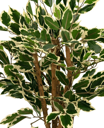 Gros plan de la plante artificielle Ficus vert/blanc de 90 cm, avec des feuilles vertes bordées de blanc crème et plusieurs tiges brunes, sur un fond uni blanc.