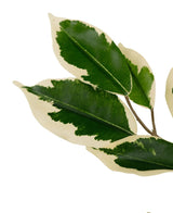 La Plante Artificielle Ficus Vert/blanc 90 cm possède de fines tiges avec plusieurs feuilles colorées vertes et blanc crème, chacune avec un cœur vert foncé entouré d'un bord blanc crème, isolées sur un fond blanc.