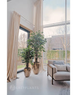 Deux plantes artificielles Ficus Liana de 180 cm dans des pots dorés brillants se trouvent près d'une grande fenêtre avec de longs rideaux de couleur crème dans un salon lumineux et moderne avec un fauteuil beige et un coussin texturé. Des arbres et un bâtiment sont visibles à l'extérieur.