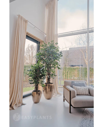 Deux plantes artificielles Ficus Liana de 180 cm dans des pots dorés brillants se trouvent près d'une grande fenêtre avec de longs rideaux de couleur crème dans un salon lumineux et moderne avec un fauteuil beige et un coussin texturé. Des arbres et un bâtiment sont visibles à l'extérieur.