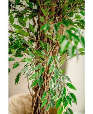 Gros plan de la plante artificielle Ficus Liana 180 cm, avec de fins troncs bruns et de nombreuses feuilles vertes brillantes, placée à l'intérieur près d'un mur clair - cet arbre artificiel réaliste apporte du charme à n'importe quelle pièce.