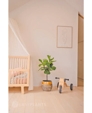Une chambre de bébé minimaliste avec un cadre de lit en bois clair, un auvent translucide, une plante artificielle Ficus Tobacco Plant Deluxe de 90 cm, des jouets en bois étiquetés Mia et une impression encadrée minimaliste sur un mur blanc uni.