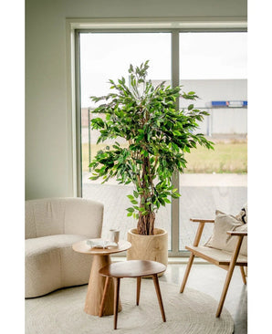 Un coin salon cosy avec une plante artificielle Ficus Tropical Liana 180 cm près de la fenêtre, un fauteuil blanc moelleux, une chaise en bois avec coussin et deux petites tables rondes en bois avec des tasses et une cruche.