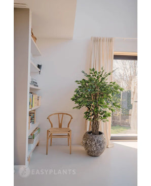 Une chaise en bois et la plante artificielle Ficus Tropical Liana 150 cm se trouvent près d'une étagère et d'une fenêtre à rideaux dans une pièce lumineuse et minimaliste - idéale pour la décoration de bureau.
