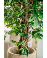 Gros plan de la plante artificielle Ficus Tropical Liana de 150 cm avec un tronc ligneux torsadé et des feuilles vertes luxuriantes dans un pot beige. Arrière-plan flou doux. Choix élégant pour la décoration de bureau.