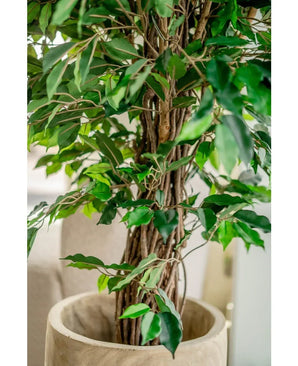 Gros plan de la plante artificielle Ficus Tropical Liana de 150 cm avec un tronc ligneux torsadé et des feuilles vertes luxuriantes dans un pot beige. Arrière-plan flou doux. Choix élégant pour la décoration de bureau.