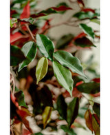Gros plan des feuilles vertes et rouges brillantes de la plante artificielle Ficus vert/rouge 150 cm, légèrement éclairées pour souligner le feuillage détaillé. Les élégants pots décoratifs sont parfaitement mis en valeur sur un arrière-plan flou.