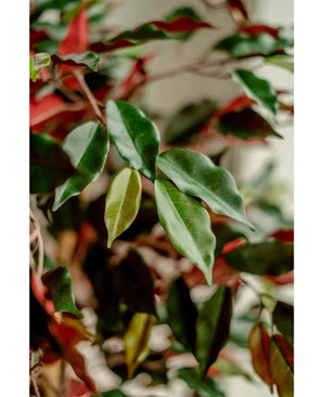 Gros plan des feuilles vertes et rouges brillantes de la plante artificielle Ficus vert/rouge 150 cm, légèrement éclairées pour souligner le feuillage détaillé. Les élégants pots décoratifs sont parfaitement mis en valeur sur un arrière-plan flou.