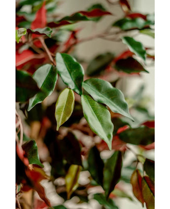 Gros plan des feuilles vertes et rouges brillantes de la plante artificielle Ficus vert/rouge 150 cm, légèrement éclairées pour souligner le feuillage détaillé. Les élégants pots décoratifs sont parfaitement mis en valeur sur un arrière-plan flou.