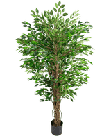 La plante artificielle hawaïenne Ficus Liana (150 cm) a des feuilles vertes luxuriantes et de multiples tiges brunes torsadées dans un petit pot noir, sur un fond blanc uni.