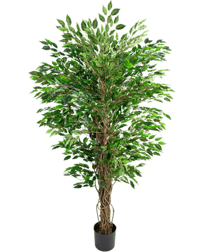La plante artificielle hawaïenne Ficus Liana (150 cm) a des feuilles vertes luxuriantes et de multiples tiges brunes torsadées dans un petit pot noir, sur un fond blanc uni.