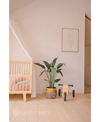 Une chambre de bébé minimaliste avec un berceau en bois clair, une plante artificielle Heliconia de 110 cm, des jouets en bois et de l'art mural simple dans une pièce lumineuse et bien rangée - une inspiration parfaite pour la décoration de petits espaces.