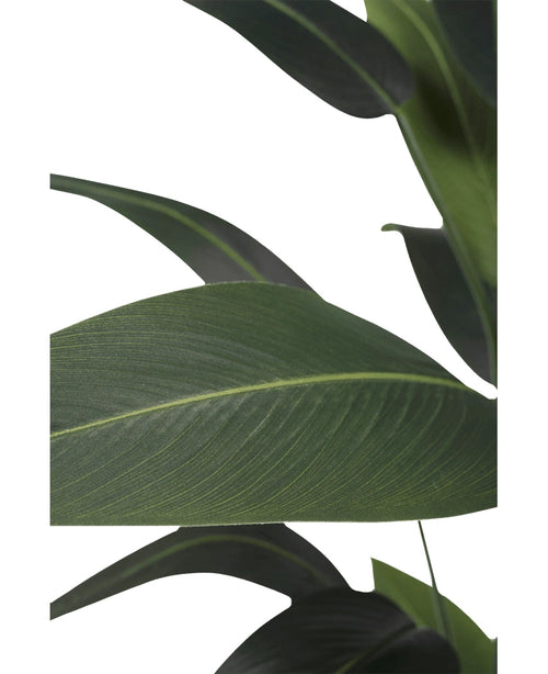 Gros plan de grandes feuilles vert foncé superposées avec des nervures visibles de la plante artificielle Heliconia 180 cm, sur fond blanc - idéal pour tous ceux qui souhaitent acheter des plantes artificielles ou améliorer leur décoration avec une plante artificielle Heliconia.