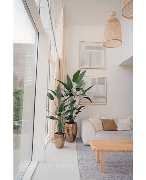 Een lichte, moderne woonkamer met grote ramen, meubilair in neutrale tinten, twee Kunstplant Heliconia 180 cm in goudkleurige potten met textuur, een geweven salontafel, minimalistische muurkunst en natuurlijk licht dat de ruimte vult.