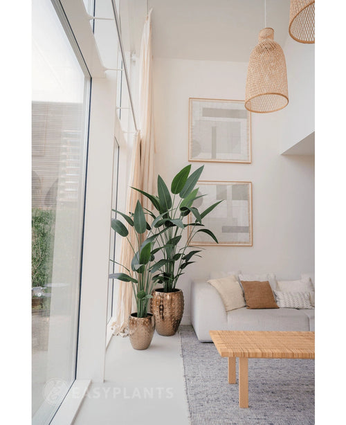 Un salon lumineux et moderne avec de grandes fenêtres, des meubles aux tons neutres, deux plantes artificielles Heliconia de 180 cm dans des pots texturés dorés, une table basse tressée, une décoration murale minimaliste et une lumière naturelle qui remplit l'espace.