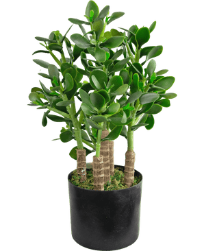 La plante de jade artificielle de 45 cm a des feuilles vertes ovales et épaisses et des tiges robustes dans un pot noir avec de la mousse recouvrant le sol.