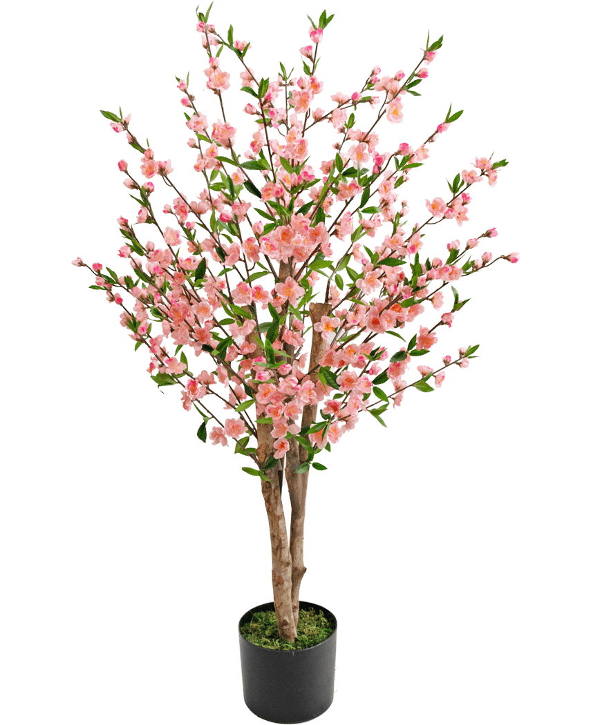 La plante de fleurs de cerisier artificielles 120 cm rose a plusieurs tiges brunes avec des fleurs roses et des feuilles vertes, dans un pot noir avec de la mousse verte à la base, sur un fond blanc.