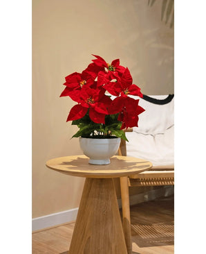 La plante artificielle étoile de Noël 44 cm rouge, avec des fleurs rouge vif dans un pot blanc, se dresse sur une table d'appoint ronde en bois à côté d'une chaise d'appoint beige dans une pièce confortable et doucement éclairée.