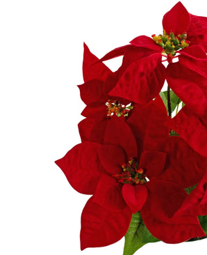 La plante artificielle étoile de Noël 44 cm rouge présente des fleurs d'étoile de Noël rouge vif avec des cœurs et des feuilles vertes, à droite sur un fond blanc uni.