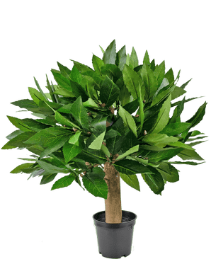 La plante Laurier Artificiel UV d33 cm présente un design compact et feuillu vert avec un tronc épais et un feuillage vibrant, sur un fond blanc uni.