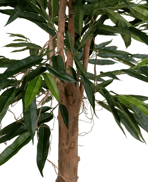 Un gros plan de la plante artificielle Longfolia 180 cm montre le tronc de l'arbre avec de longues feuilles vertes étroites et de fines lianes sinueuses sur un fond blanc.