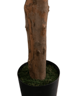 Gros plan de la plante artificielle Longfolia 180 cm, avec le tronc de l'arbre dans un pot noir avec de la mousse verte, sur un fond uni blanc.