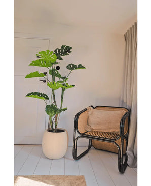 Une plante artificielle Monstera de 150 cm se dresse à côté d'une chaise en rotin avec un coussin marron dans une pièce lumineuse et minimaliste aux murs blancs, au parquet clair et aux rideaux beiges.