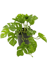 Une Plante Artificielle Monstera de 18 cm en pot.