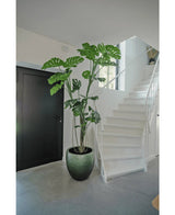 Une plante artificielle Monstera de 210 cm se dresse dans un pot sur un sol gris à côté d'un escalier blanc avec une rampe incurvée dans un intérieur moderne et minimaliste. Une porte noire est visible à gauche.