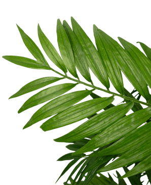 Gros plan d'un salon de plantes artificielles de 120 cm avec des feuilles de palmier vertes aux feuilles longues et minces sur un fond blanc uni.