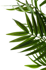 Close-up van overlappende groene bladeren met puntige uiteinden van de Kunstplant Parlour 180 cm, tegen een witte achtergrond.