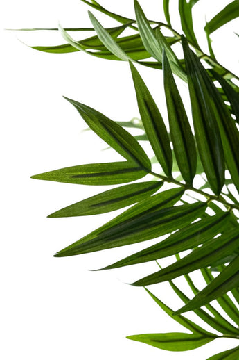 Close-up van overlappende groene bladeren met puntige uiteinden van de Kunstplant Parlour 180 cm, tegen een witte achtergrond.