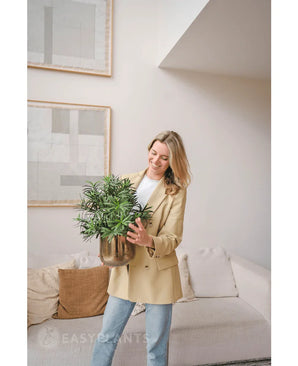 Une femme vêtue d'un blazer beige et d'un jean se tient dans un salon moderne et sourit tout en tenant une plante artificielle Podocarpus de 47 cm. L'art abstrait décore le mur clair au-dessus d'un canapé de couleur crème avec des coussins marron.