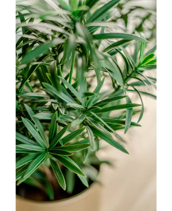 Gros plan de la plante artificielle Podocarpus de 47 cm, avec de longues feuilles vertes fines au feuillage vibrant sur un fond légèrement flou.